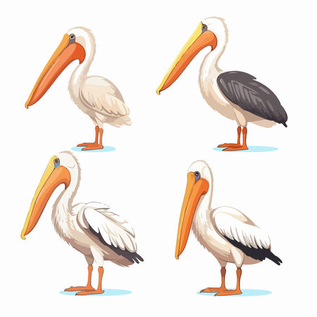 Set of pelicans. Cartoon vector illustration isolated on white background.のイラスト素材