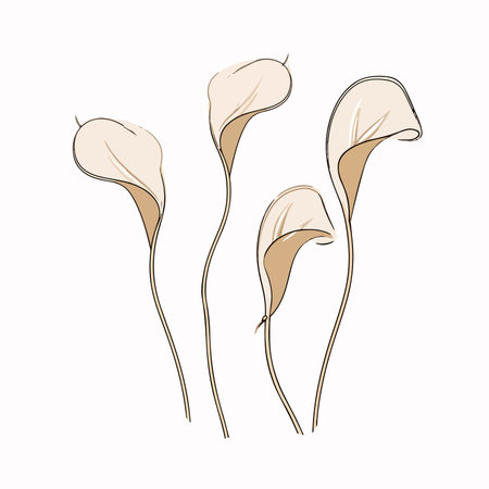 calla lily flower. hand drawn sketch. vector illustration.のイラスト素材