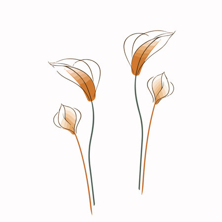 Hand drawn calla lily flowers isolated on white background. vector illustration.のイラスト素材