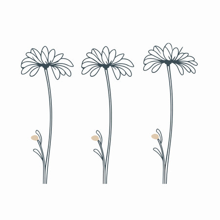 Set of daisy flowers isolated on white background. vector illustration.のイラスト素材