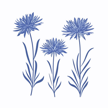 Blue cornflowers on a white background. hand drawn vector illustration.のイラスト素材