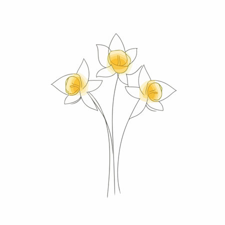 Daffodil flowers. Hand drawn vector illustration isolated on white background.のイラスト素材