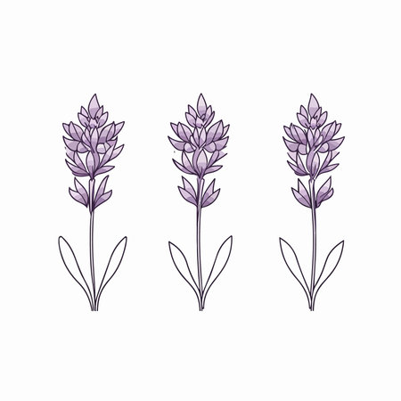 Lavender flowers set. Hand drawn vector illustration isolated on white background.のイラスト素材
