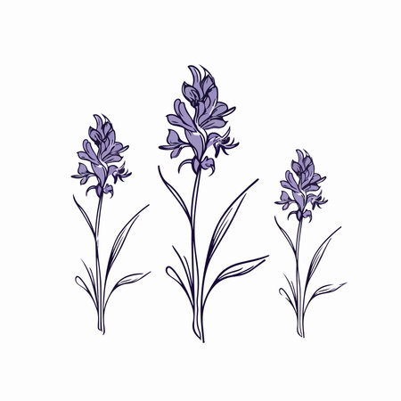 Set of lavender flowers on white background. Vector illustration in hand drawn style.のイラスト素材