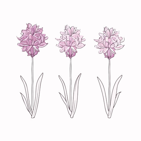 Hand drawn hyacinth flowers set. Isolated vector illustration.のイラスト素材
