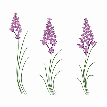Set of lavender flowers, vector illustration isolated on white background.のイラスト素材