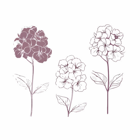 Set of hand drawn hydrangea flowers. vector illustration.のイラスト素材