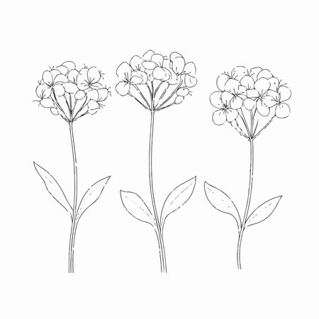 Set of outline flowers isolated on white background. hand drawn vector illustration.のイラスト素材
