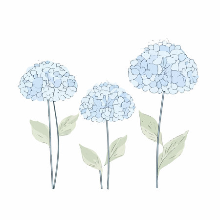 Blue hydrangea on a white background. vector illustration.