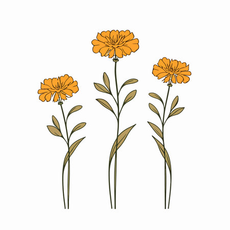 Marigold flowers isolated on white background. hand drawn vector illustration.のイラスト素材