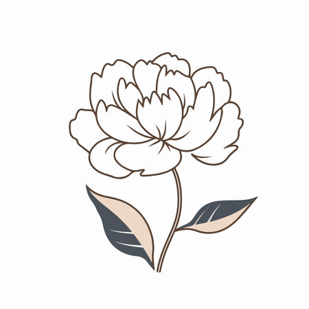 Beautiful peony flower on a white background. vector illustration.のイラスト素材