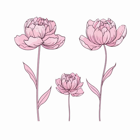 Peony flowers set. hand drawn vector illustration. isolated on white background.のイラスト素材