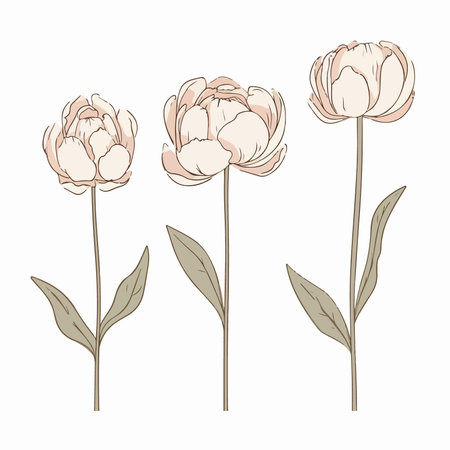 Set of hand drawn peony flowers. Vector illustration in sketch style.のイラスト素材