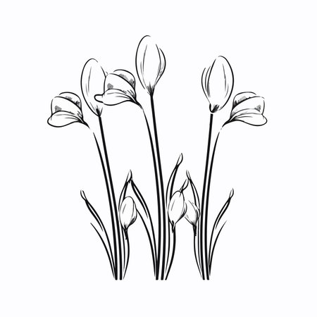 Hand drawn crocus flowers. Sketch. Vector illustration isolated on white background.のイラスト素材