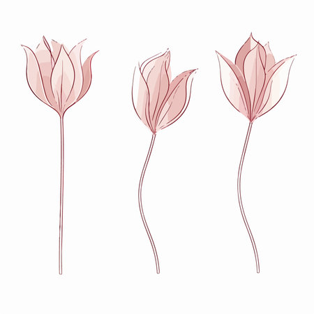 Set of vector hand drawn pink tulip flowers isolated on white background.のイラスト素材