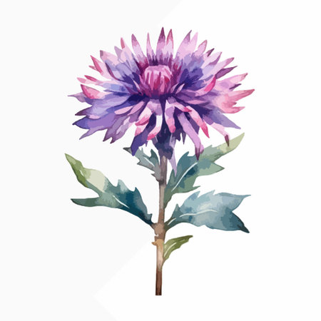 Watercolor purple aster flower isolated on white background. Vector illustration.のイラスト素材
