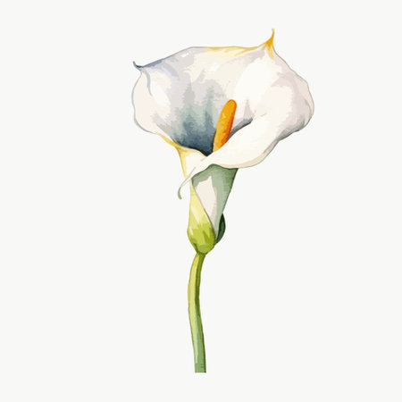 Calla lily flower. Hand drawn watercolor illustration on white backgroundのイラスト素材