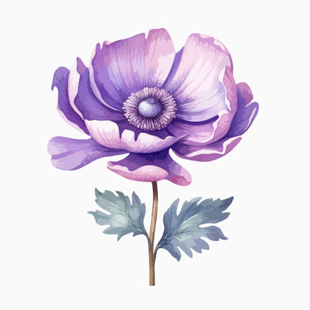 Purple anemone flower isolated on white background. Watercolor illustration.のイラスト素材