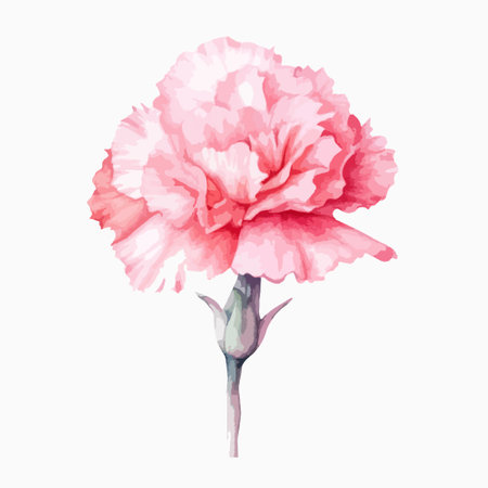 Pink carnation flower. Watercolor illustration isolated on white background.のイラスト素材