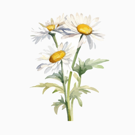 Watercolor daisies on a white background. Vector illustration.のイラスト素材