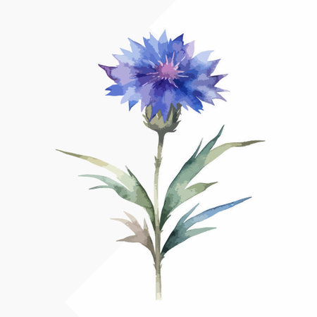 Watercolor cornflower isolated on a white background. Vector illustration.のイラスト素材