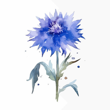 Blue cornflower isolated on white background. Watercolor hand drawn illustration.のイラスト素材