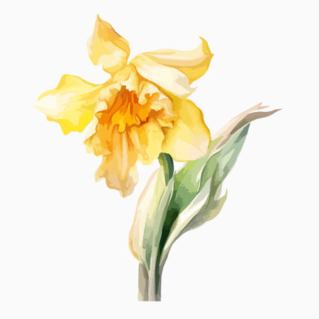Daffodil flower isolated on white background. vector illustration.のイラスト素材