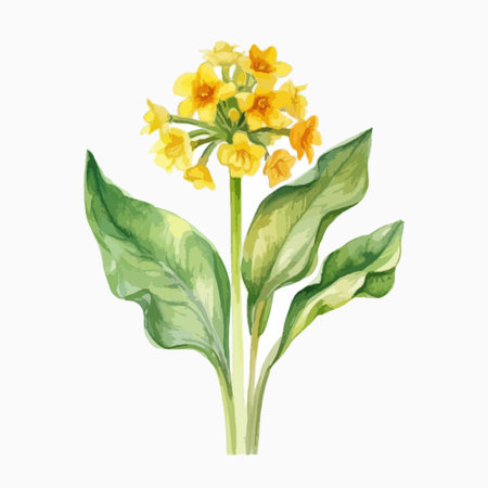 Watercolor yellow primrose isolated on white background, hand drawn illustrationのイラスト素材