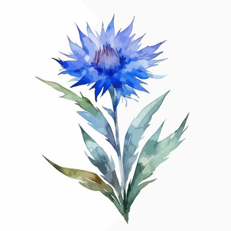 Watercolor blue cornflower on a white background. Vector illustration.