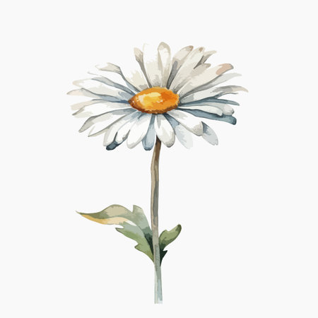 Watercolor daisy flower isolated on white background. Hand drawn illustrationのイラスト素材