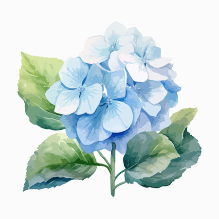 Blue hydrangea flowers on a white background. Watercolor illustrationのイラスト素材