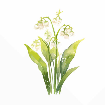 Lily of the valley. Hand drawn vector illustration isolated on white background.のイラスト素材