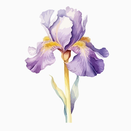 Iris flower, watercolor illustration isolated on a white background.のイラスト素材