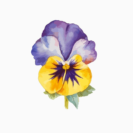 Watercolor pansy flower isolated on white background. Vector illustration.のイラスト素材