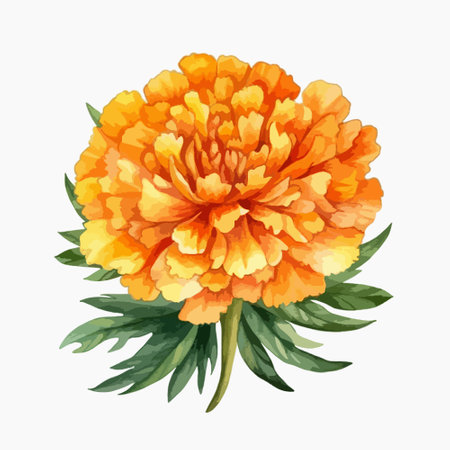Marigold flower isolated on white background. Watercolor illustration.のイラスト素材