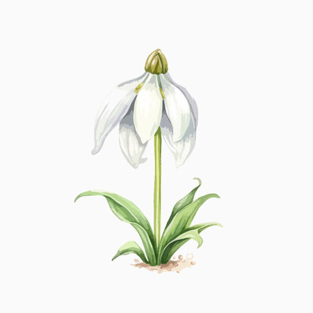 Watercolor snowdrop flower isolated on white background. Hand drawn vector illustration.のイラスト素材