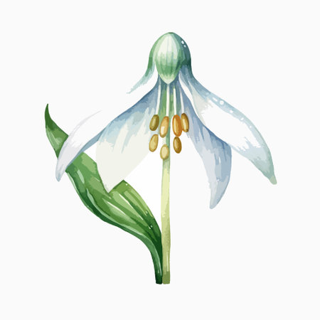 Watercolor snowdrop flower. Hand drawn watercolor illustration isolated on white background.のイラスト素材