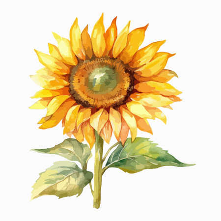 Sunflower. Hand drawn watercolor illustration isolated on white background.のイラスト素材