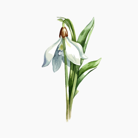 Watercolor illustration of snowdrop flower isolated on white background. Hand drawn watercolor illustration.のイラスト素材