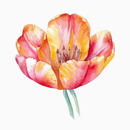 Hand drawn watercolor tulip isolated on white background. Vector illustration.のイラスト素材