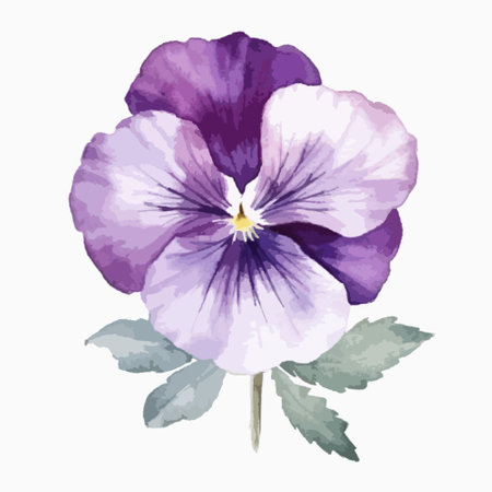 Violet pansy flower. Hand drawn watercolor illustration isolated on white background.のイラスト素材