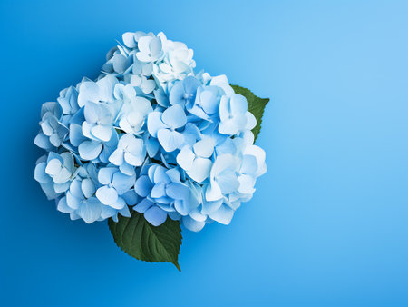 Blue hydrangea flowers on blue background. Flat lay, top view.の写真素材