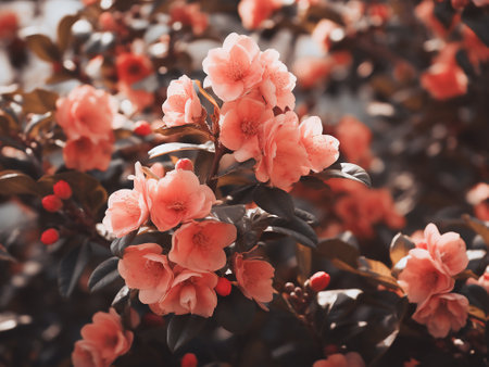 Camellia japonica flower in the garden, stock photoの写真素材