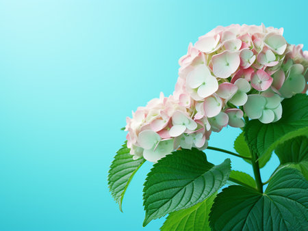 Pink hydrangea on a blue background with space for textの写真素材