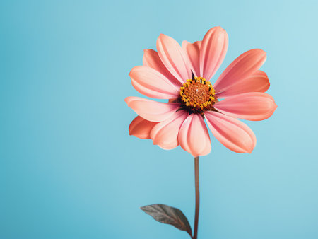 pink zinnia flower on blue background, vintage tonedの写真素材