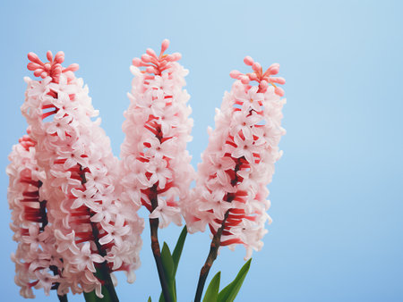 Pink hyacinth flowers on blue background. Shallow depth of fieldの写真素材