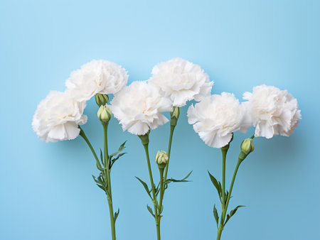 White carnation flowers on blue background. Flat lay, top viewの写真素材