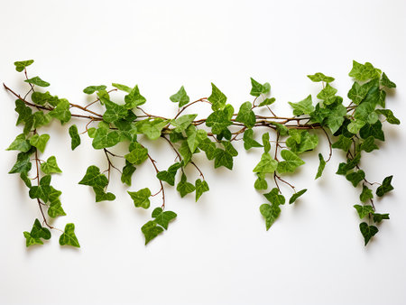 Green ivy leaves on white background. Flat lay, top view.の写真素材