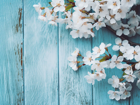 cherry blossom on blue wooden background, retro toned imageの写真素材