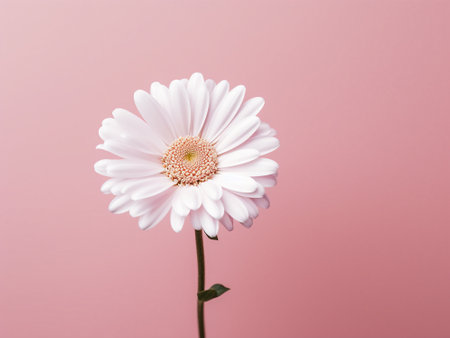 White gerbera flower isolated on pink background with copy space.の写真素材